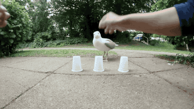 bird-shell-game