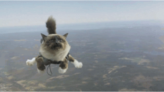 cat flying