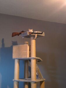 cat rifle