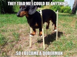 doberman