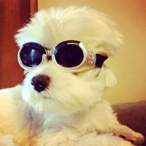 dog shades